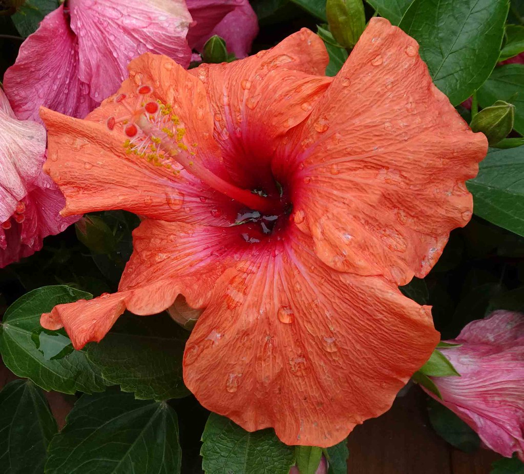 Hong Kong Flower Show at Victoria Park featuring colorful floral displays